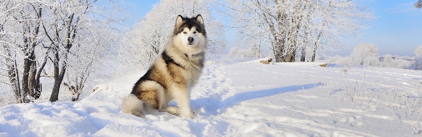 巴尔托和多哥:诺姆血清赛跑的历史